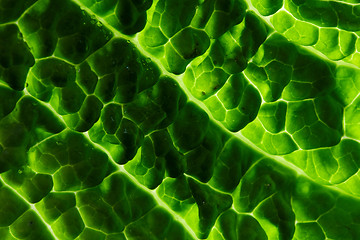 Image showing fresh savoy cabbage leaf