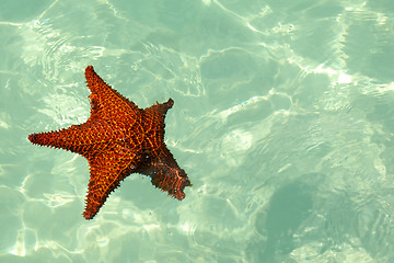 Image showing Red starfish in caribbean sea.