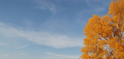 Image showing blue sky and gold tree