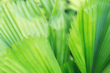 Image showing green palm tree leaves