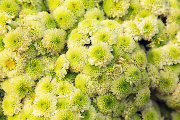 Image showing beautiful chrysanthemums flowers