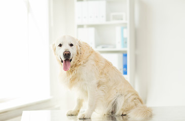 Image showing close up of golden retriever dog at vet clinic