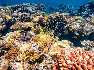 Image showing Coral and fish in the Red Sea. Egypt