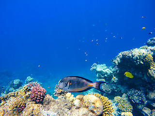 Image showing Coral and fish in the Red Sea. Egypt