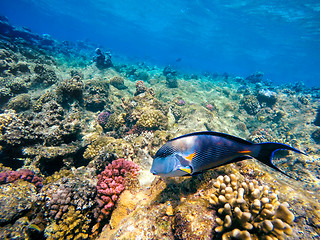 Image showing Coral and fish in the Red Sea. Egypt