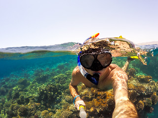 Image showing Snorkel swims in shallow water, Red Sea, Egypt