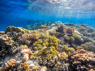 Image showing Coral and fish in the Red Sea. Egypt