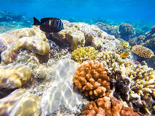 Image showing Coral and fish in the Red Sea. Egypt