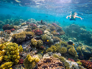 Image showing Underwater shoot of a young boy snorkeling in red sea