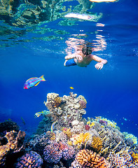 Image showing Underwater shoot of a young boy snorkeling in red sea