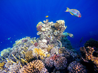 Image showing Coral and fish in the Red Sea. Egypt