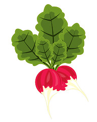 Image showing Vegetable radish