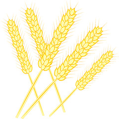 Image showing Ear of the wheat