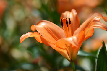 Image showing Beautiful lily growing in garden