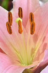 Image showing Beautiful lily growing in garden