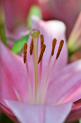 Image showing Beautiful lily growing in garden