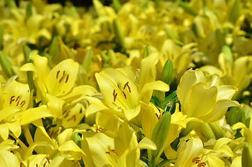 Image showing Beautiful lily growing in garden