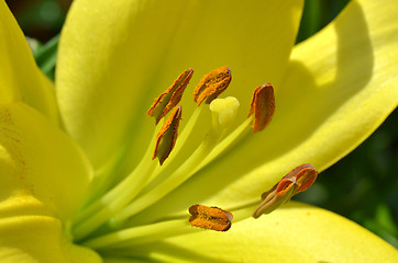 Image showing Beautiful lily growing in garden