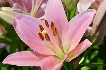 Image showing Beautiful lily growing in garden