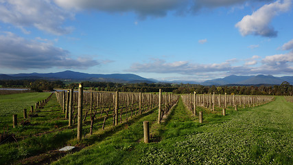 Image showing Neat rows of grape-bearing vines in a vineyard