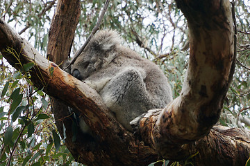 Image showing Australian Koala Bear