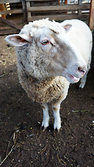 Image showing Sheep on the farm