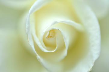 Image showing Close up on a white rose