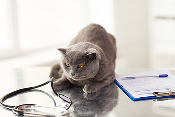 Image showing close up of british cat at vet clinic