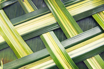 Image showing green palm tree leaf grid texture