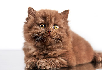 Image showing brown british long hair kitten