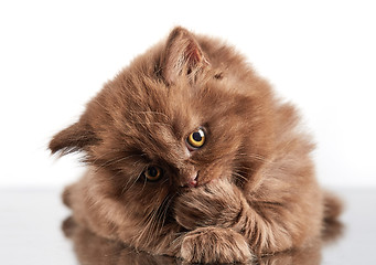 Image showing brown british long hair kitten