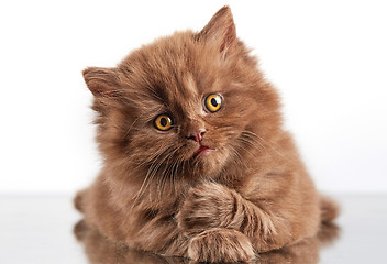 Image showing brown british long hair kitten