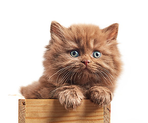 Image showing brown british long hair kitten