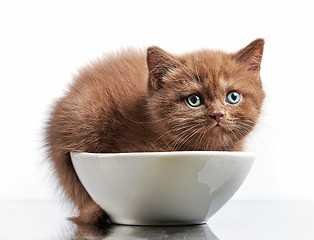 Image showing brown british short hair kitten