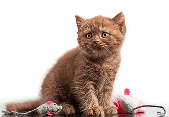 Image showing brown british short hair kitten