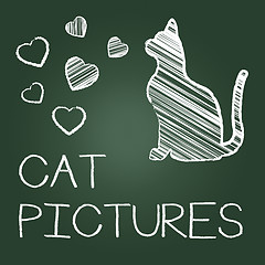 Image showing Cat Pictures Means Photos Pet And Image