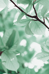 Image showing Turquoise leaves