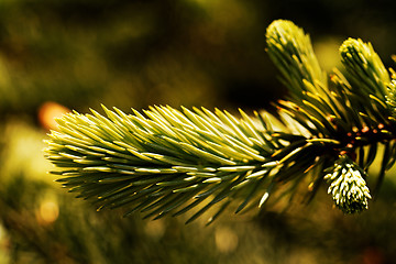 Image showing Green pine