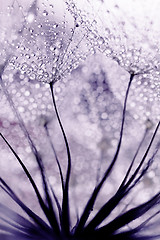 Image showing Plant seeds with water drops