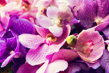 Image showing beautiful orchid flowers