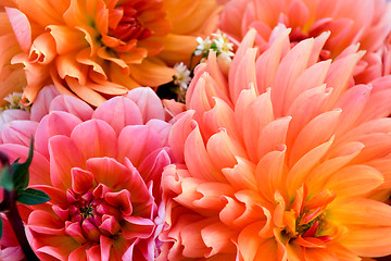 Image showing Dahlia background