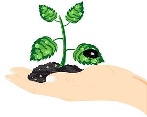 Image showing Seedling of the plant in hand