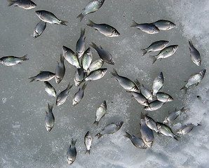 Image showing fish