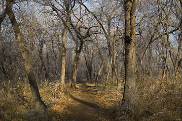 Image showing footpath in a park