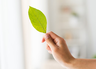 Image showing close up of woman hand holding green leaf