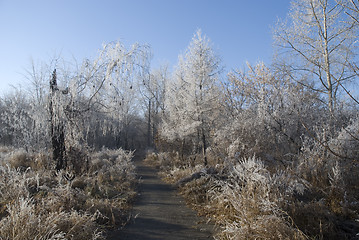 Image showing frost