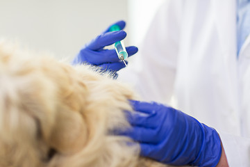 Image showing close up of vet making vaccine to dog at clinic