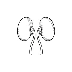 Image showing Kidney sketch icon.