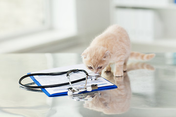 Image showing close up of scottish fold kitten at vet clinic