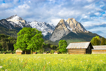 Image showing Alpine morning rural landscape with spring flowering valley mead